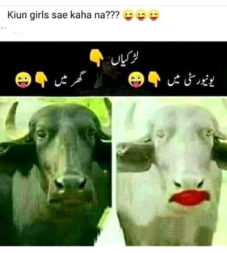 Memes & Satire image