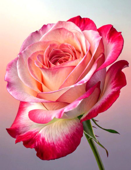 Beautiful Nature image