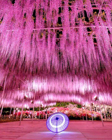 Ashikaga Flower Park - Wisteria hair 
Location:- Tochigi Prefecture, Japan