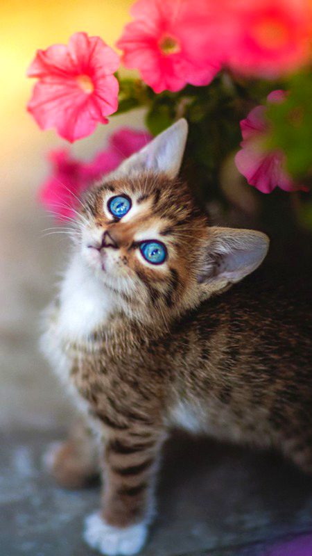 💮🌺🌸🌷🌸🌺💮