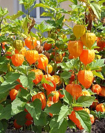 Beautiful Nature image