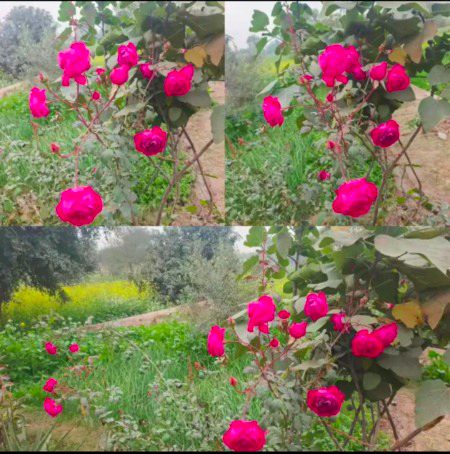 Beautiful Nature image