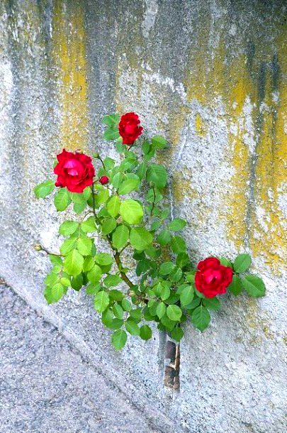 Beautiful nature ...flowers