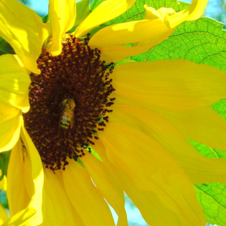 Beautiful Nature image