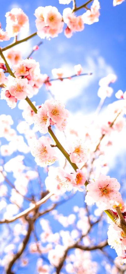 Beautiful Nature image