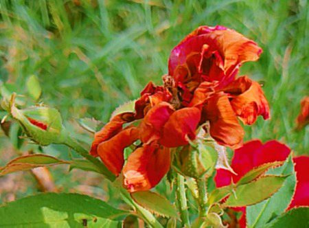 Beautiful Nature image