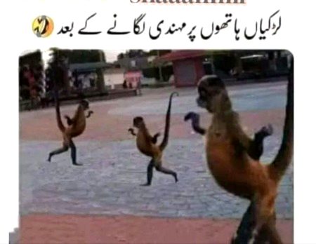 Memes & Satire image