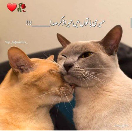 Romantic Poetry image