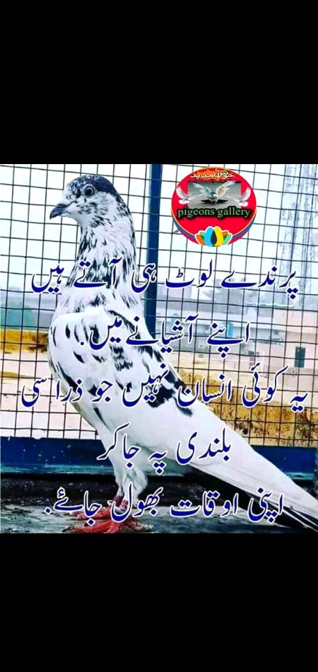 Shahnoor Abbasi
