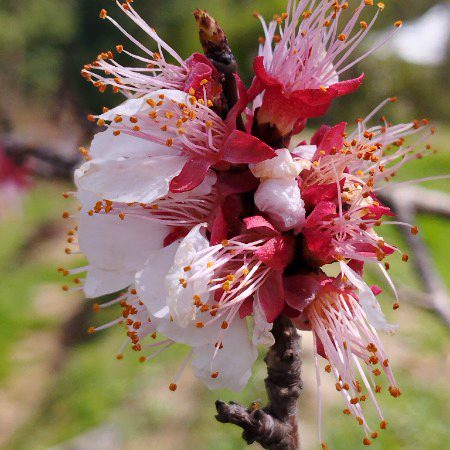 Spring season AJK...