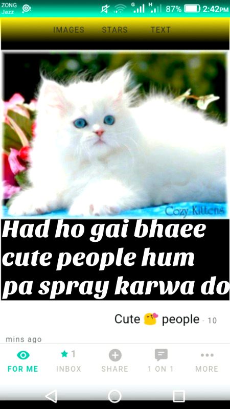 Beautiful cat ya people???