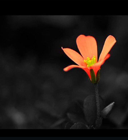 Beautiful Nature image