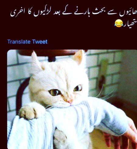Memes & Satire image