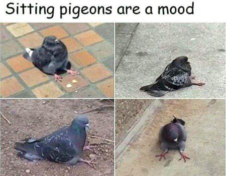 Lovely pigeon mode😋😋😋