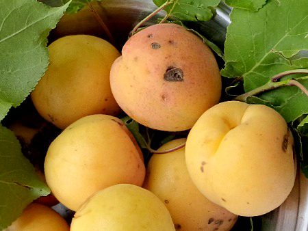 KAL APricots utarin aik tree se bht maxsy ki thin MASHALLAH ❤❤😍😍😍