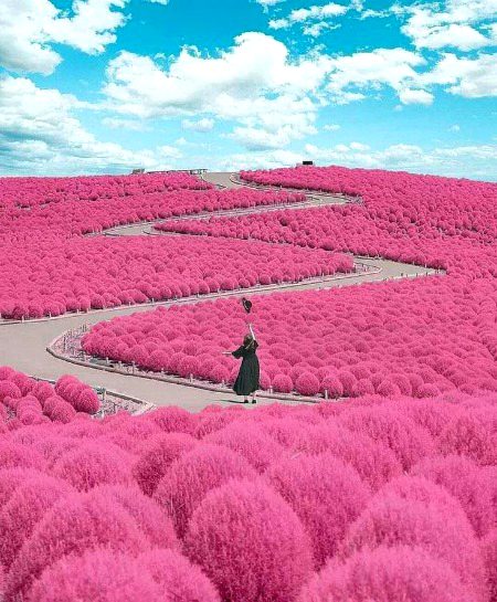 Hitachi Seaside Park] Japan🇯🇵