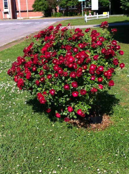 Beautiful Nature image