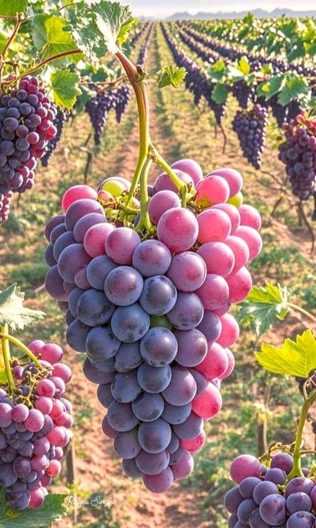 Beautiful Nature image