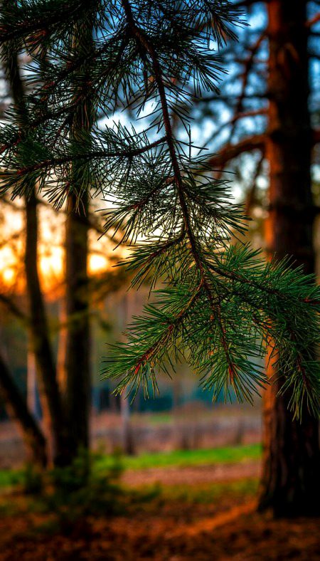 Beautiful Nature image