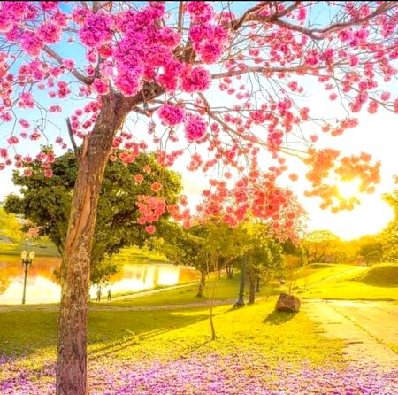 Beautiful Nature image