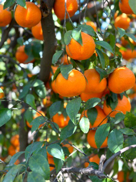 Beautiful Nature image