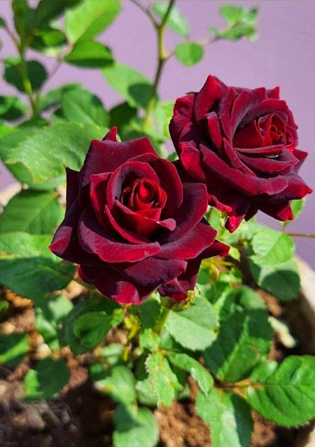 Beautiful nature