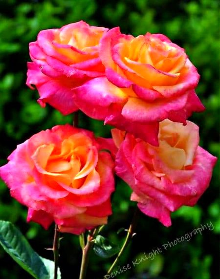 زبردستی کسی پر مسلط ہونے سے بہتر ہے کہ اپنی ذات کے ٹکڑے اٹھائیں اور الگ ہو...
جائیں۔💔💔💔🥀
 -