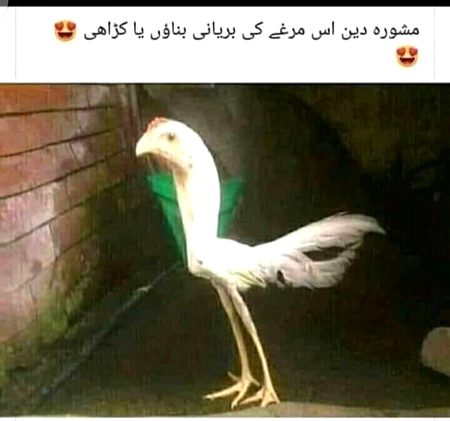 Memes & Satire image