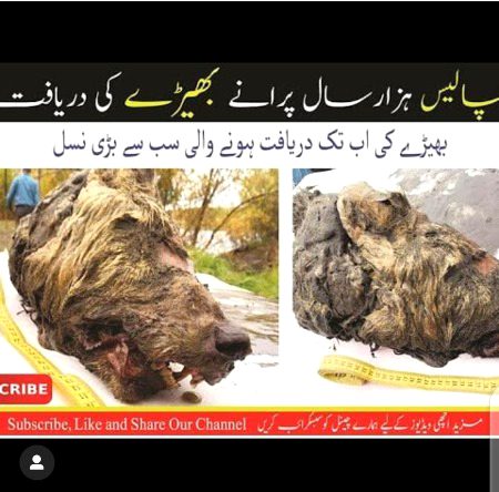 Damadam.Pk