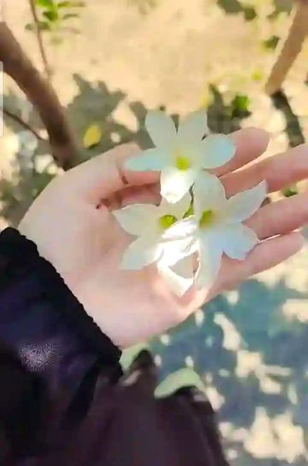 Beautiful Nature image