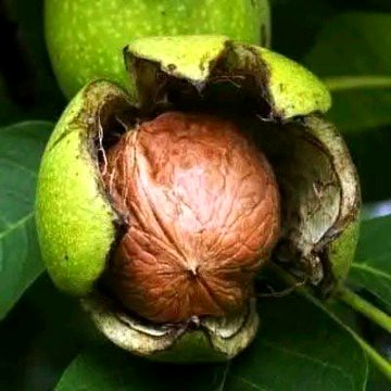 جب کوئی چیز کمال کو پہنچتی ہے تو خود بخود  نظر آنا شروع ہو جاتی ہے دکھاوے کی ضرورت نہیں پڑتی۔۔۔