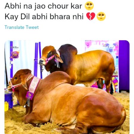 Memes & Satire image