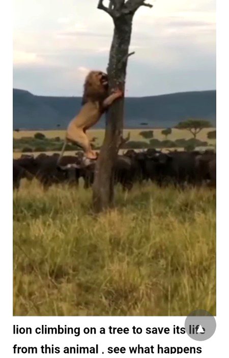 Keep agreement among yourselves, because agreement has great power, it can fight anything except death  🌺🌺🌺