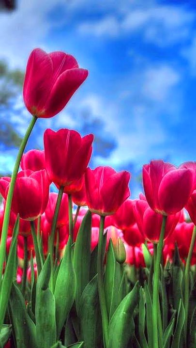 Beautiful Nature image
