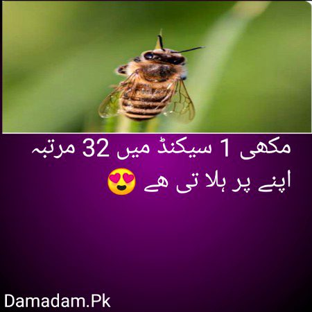 Damadam.Pk