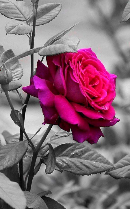 Beautiful Nature image