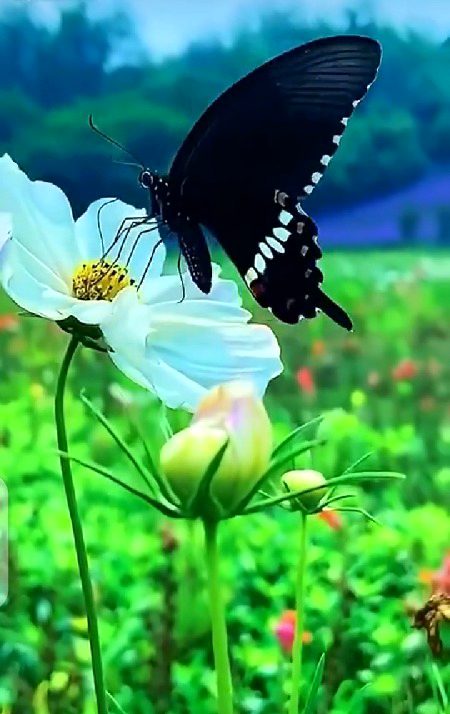 Beautiful Nature image