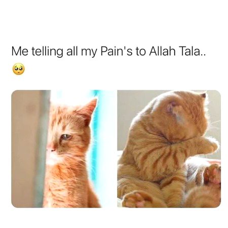 Memes & Satire image