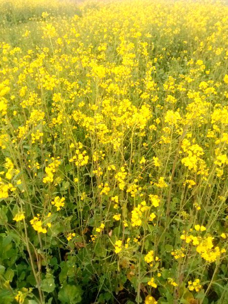 اسلام علیکم ۔۔