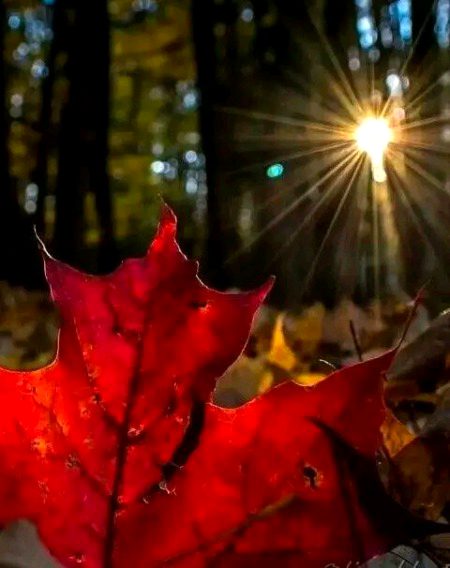 Beautiful Nature image