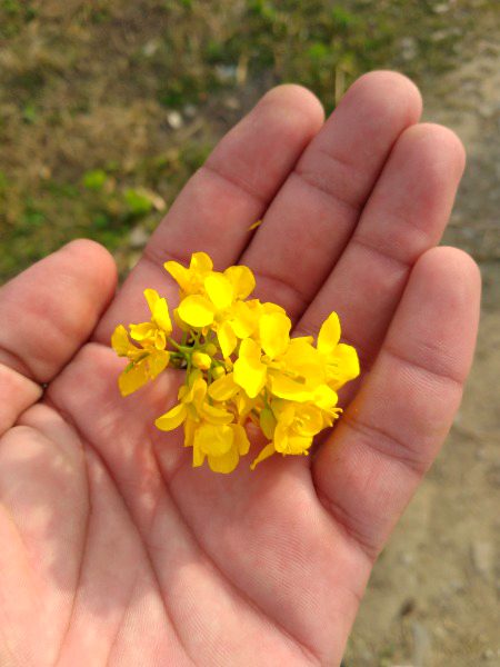 چی تہ رازے سپرلے بہ تیر وی
 ZaRRaaR💔🥀