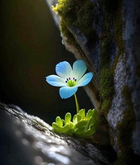 Beautiful Nature image