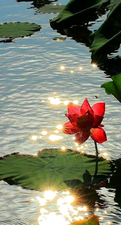 Beautiful Nature image