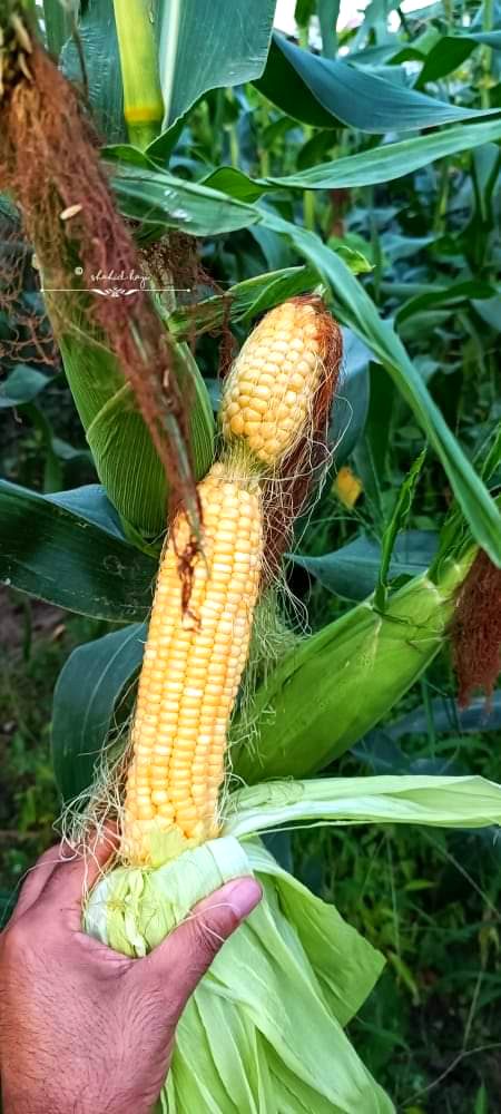 Beautiful Nature image