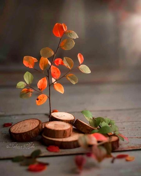 Beautiful Nature image