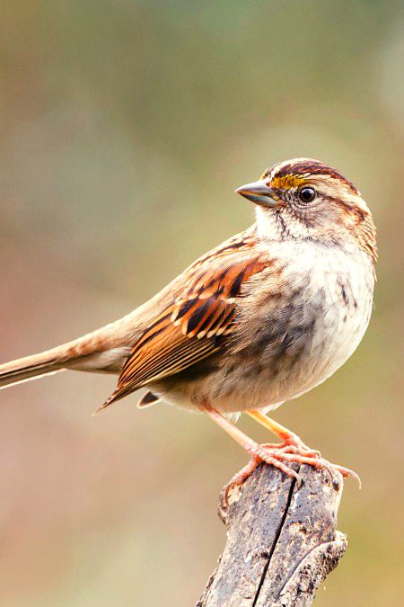 Beautiful Nature image