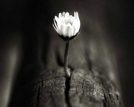 Beautiful Nature image