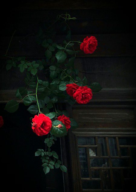 Love roses r red🌹