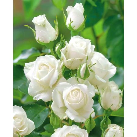 Beautiful Nature image