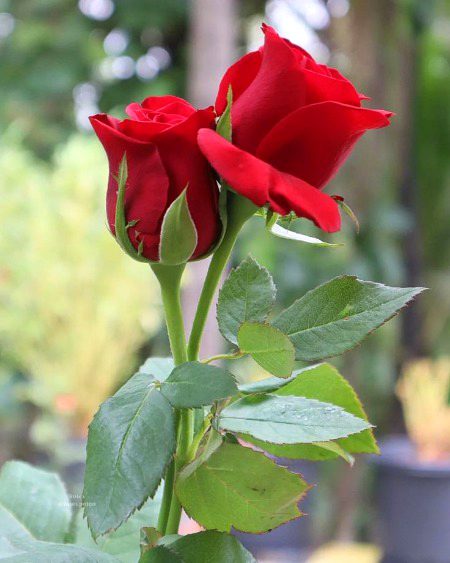 Beautiful Nature image